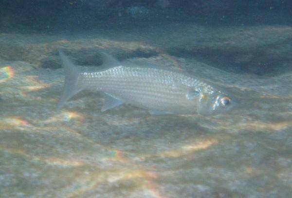 Mullets - White Mullet