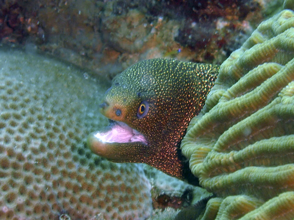 Moray - Goldentail Moray