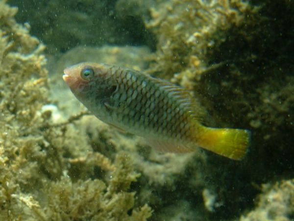 Parrotfish - Yellowtail Parrotfish