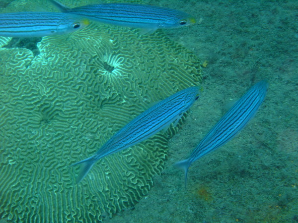 Bonnetmouth - Boga