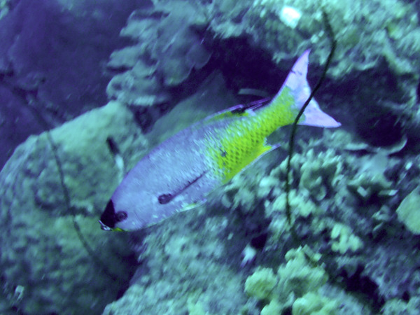 Wrasse - Creole Wrasse