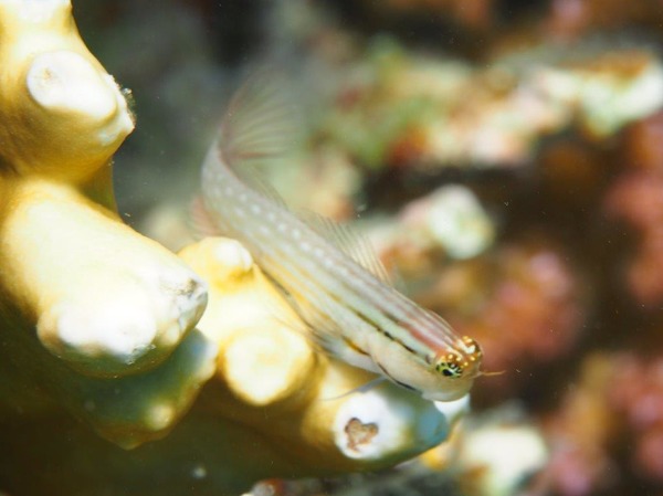 Blennies - Nalolo Blenny