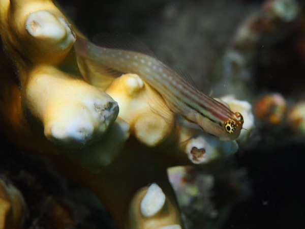 Blennies - Nalolo Blenny