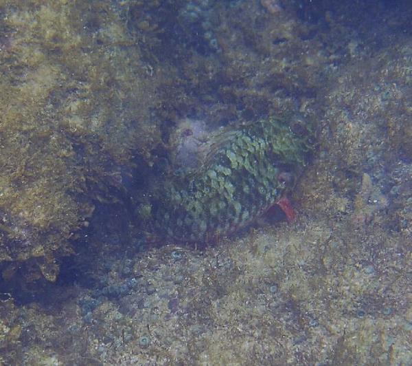 Parrotfish - Redband Parrotfish