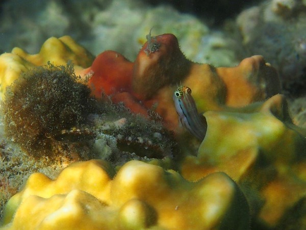 Blennies - Nalolo Blenny