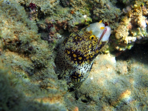 Moray - Snowflake Moray