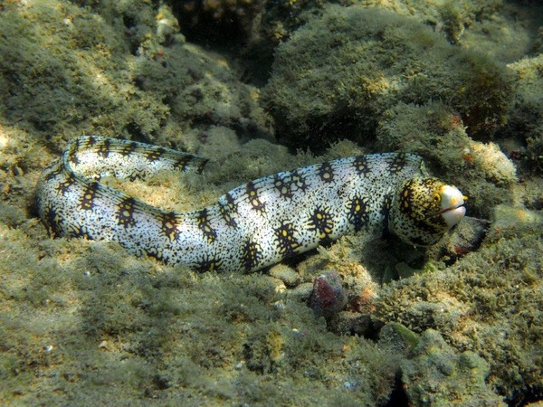 Moray - Snowflake Moray