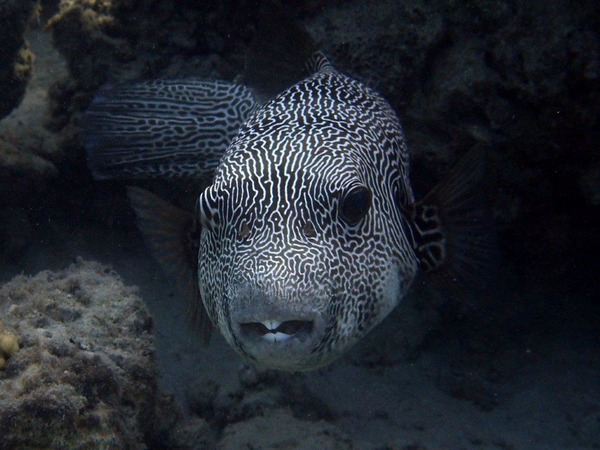 Pufferfish - Star Puffer