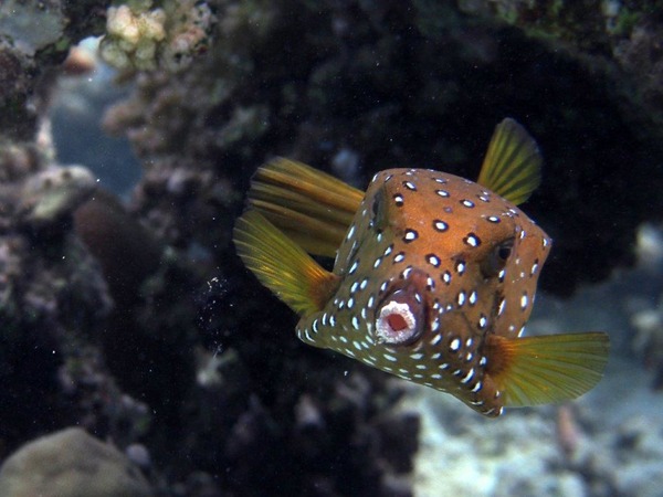 Trunkfish - Yellow Boxfish