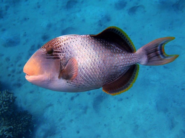 Triggerfish - Yellowmargin Triggerfish