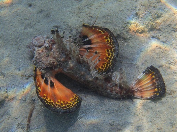 Scorpionfish - Red Sea Walkman