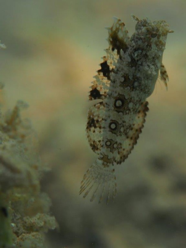 Blennies - Highfin fangblenny