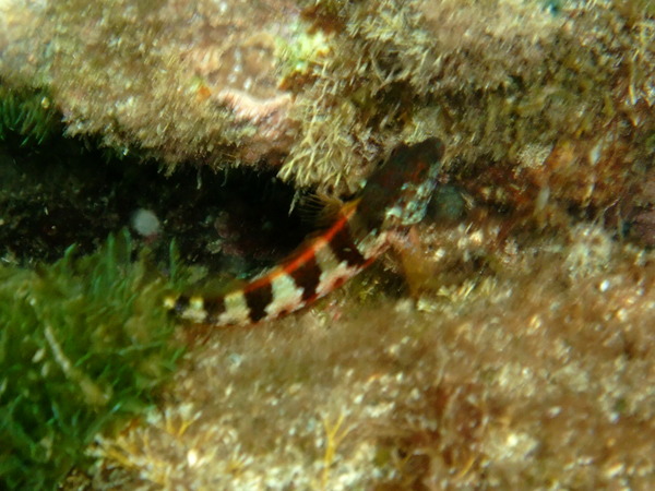 Blennies - Saddled Blenny