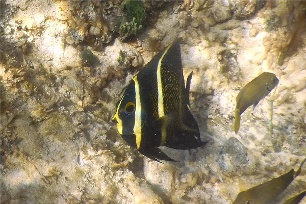 Angelfish - French Angelfish