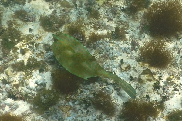 Trunkfish - Scrawled Cowfish