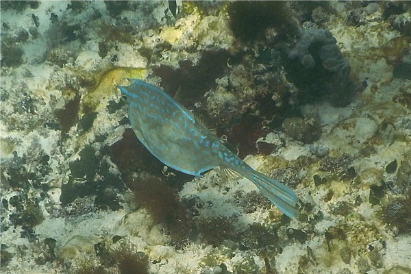 Trunkfish - Scrawled Cowfish