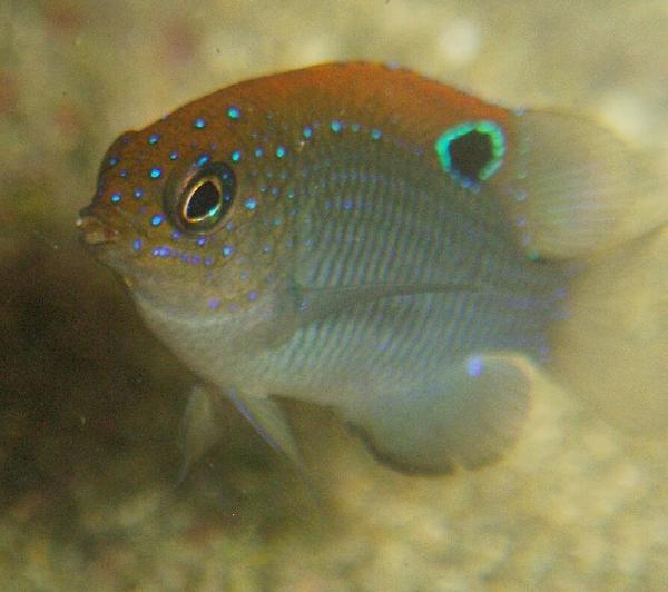 Damselfish - Dusky Damselfish