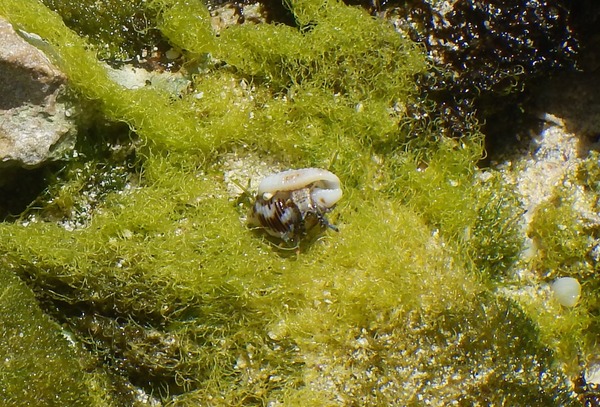 Crabs - Blue Legged Hermit Crab