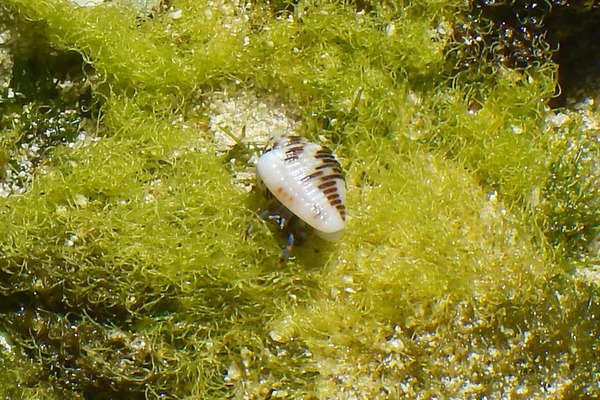 Crabs - Blue Legged Hermit Crab