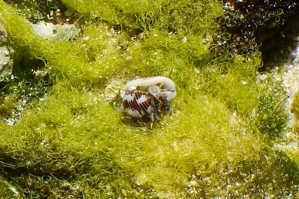 Crabs - Blue Legged Hermit Crab