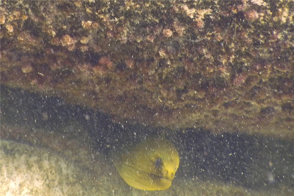 Moray - Green Moray Moray - Green Moray