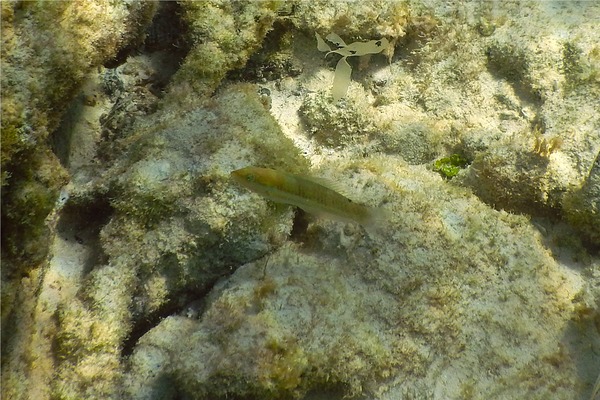 Wrasse - Blackear Wrasse