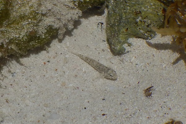 Gobies - Rockcut Goby