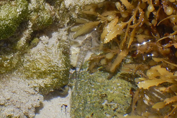 Gobies - Rockcut Goby Gobies - Rockcut Goby