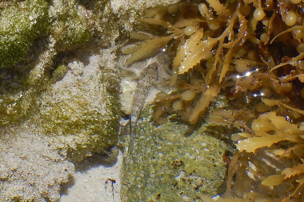 Gobies - Rockcut Goby