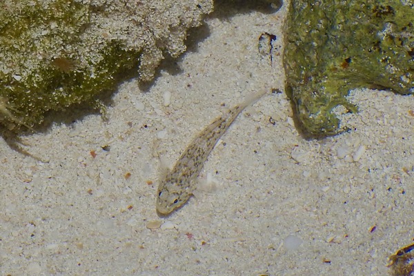 Gobies - Rockcut Goby