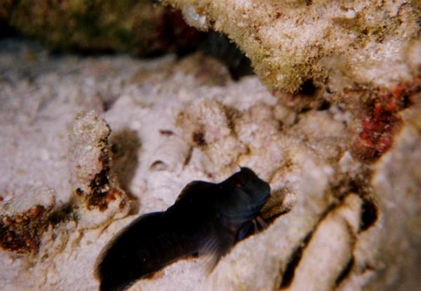 Blennies - Chestnut Blenny