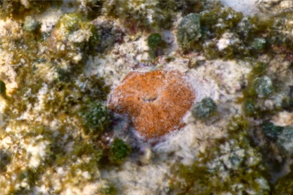 Limpets - Fleshy Cancellate Limpet Limpets - Fleshy Cancellate Limpet