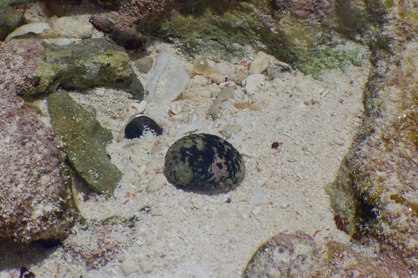 Sea Snails - Checkered Nerite Sea Snails - Checkered Nerite
