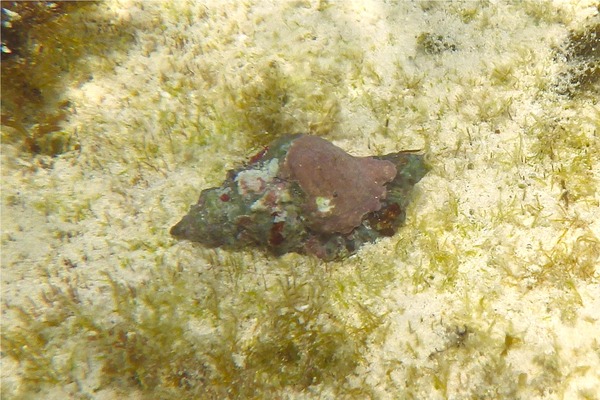 Sea Snails - Gold Mouth Triton Sea Snails - Gold Mouth Triton
