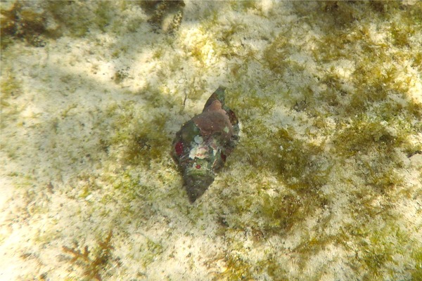 Sea Snails - Gold Mouth Triton Sea Snails - Gold Mouth Triton