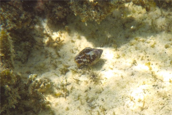 Sea Snails - West Indian Dove Snail Sea Snails - West Indian Dove Snail