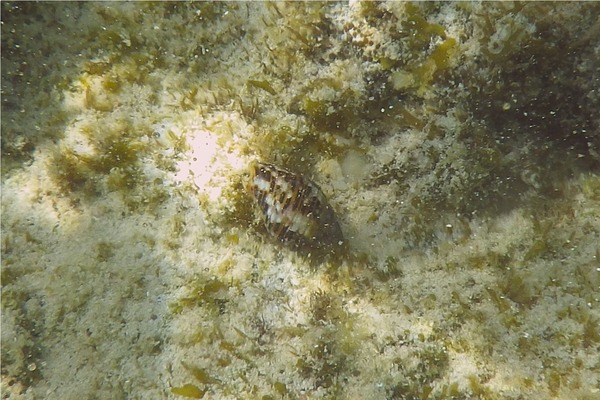 Sea Snails - West Indian Dove Snail Sea Snails - West Indian Dove Snail
