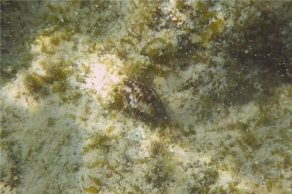 Sea Snails - West Indian Dove Snail