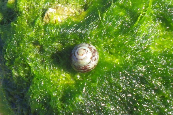 Sea Snails - Green-based Tegula Sea Snails - Green-based Tegula
