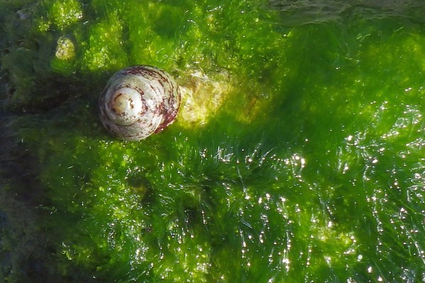 Sea Snails - Green-based Tegula Sea Snails - Green-based Tegula