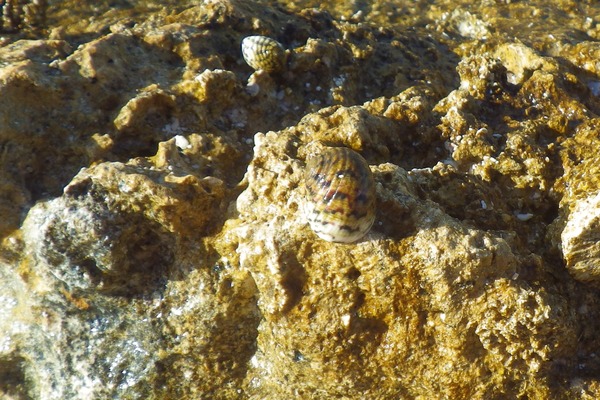 Sea Snails - Bleeding Tooth Nerite Sea Snails - Bleeding Tooth Nerite