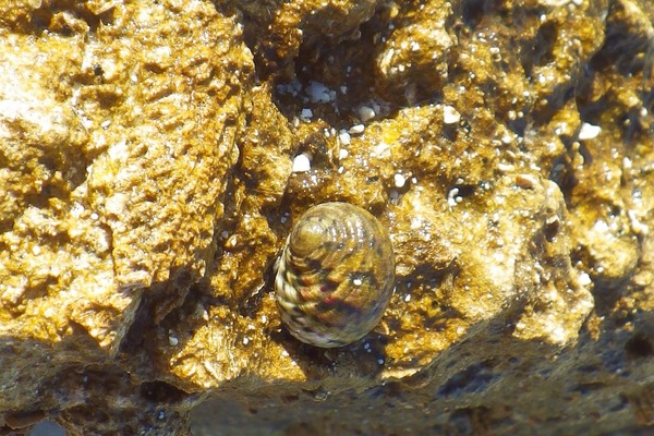Sea Snails - Bleeding Tooth Nerite Sea Snails - Bleeding Tooth Nerite