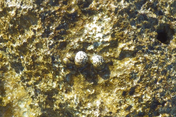 Sea Snails - Checkered Nerite Sea Snails - Checkered Nerite