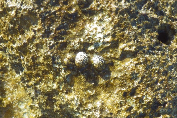 Sea Snails - Checkered Nerite