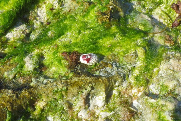 Limpets - Narrow Keyhole Limpet