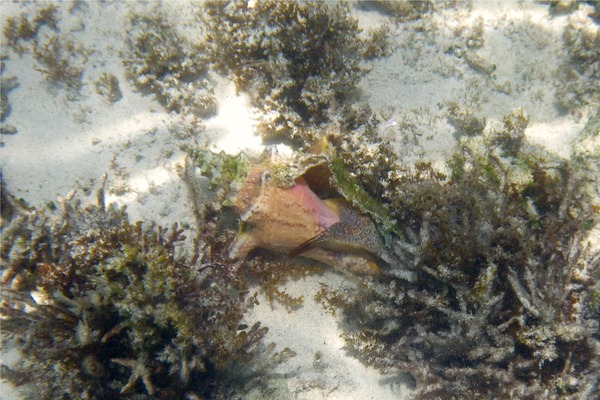 Sea Snails - Queen Conch Sea Snails - Queen Conch