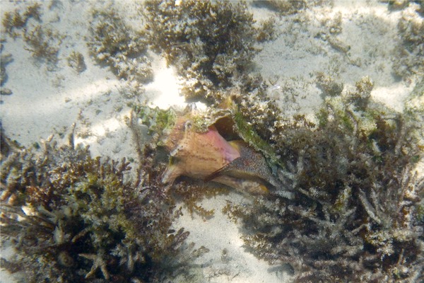 Sea Snails - Queen Conch