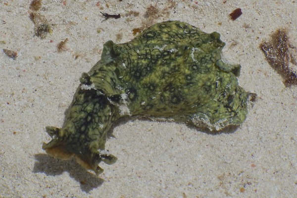 Sea Hare - Spotted Sea Hare