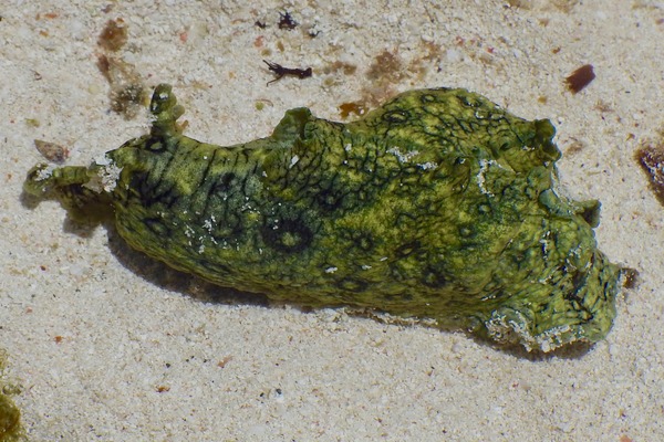 Sea Hare - Spotted Sea Hare