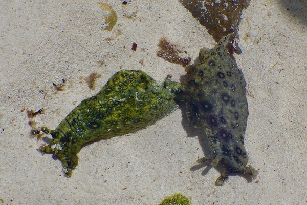 Sea Hare - Spotted Sea Hare